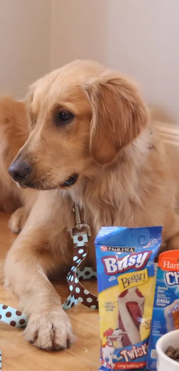 Golden retriever puppy beside a bag of Purina dog treats